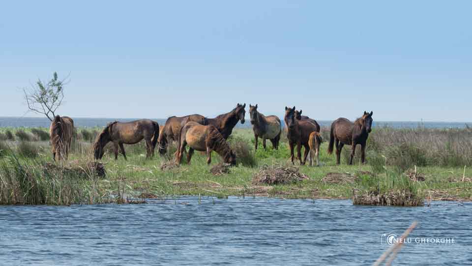 Caii salbatici din Delta Dunarii